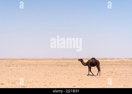 Ein einziges dunkelhaarige Dromedarkamel wandert durch die Wüste Rub al Khali im südlichen Oman, eine riesige Leere ringsum. Stockfoto