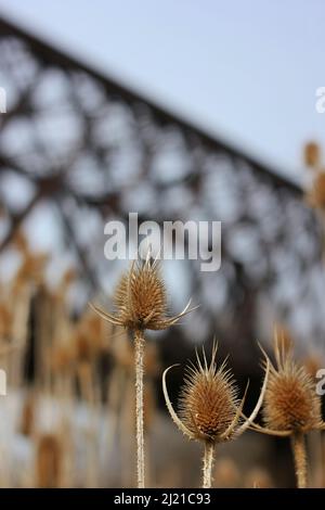 Wilde Distel wächst vor einer rostigen rustikalen alten Eisenbahnbrücke. Stockfoto