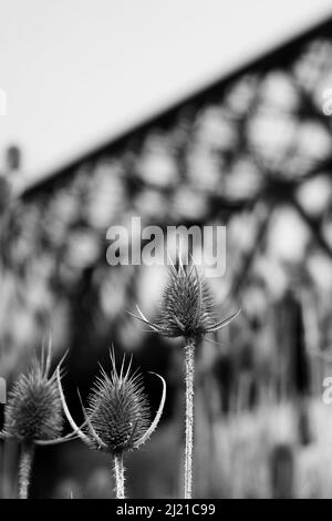 Wilde Distel wächst vor einer rostigen rustikalen alten Eisenbahnbrücke. Stockfoto