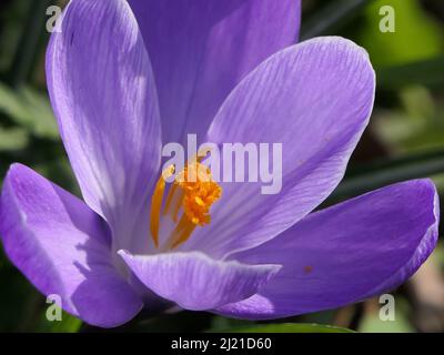 Violette Krokusse Stockfoto