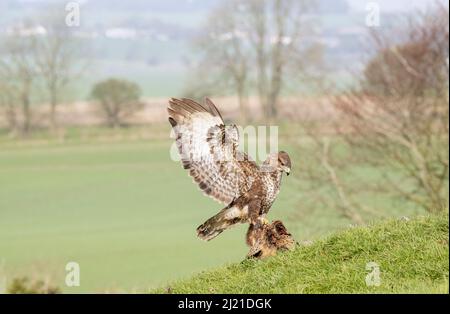 Bussard, Buteo buteo, Marlborough Downs, in der Nähe von Swindon, Wiltshire Stockfoto