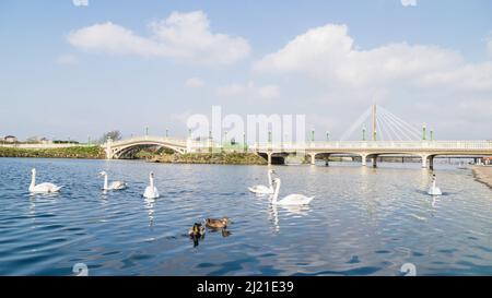 Die Brücken über Southport Marina im Frühling gesehen im März 2022. Stockfoto