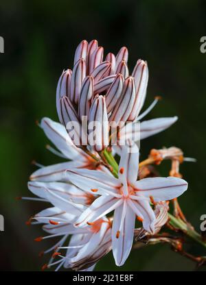 Portugal. Frühlingsblumen. Asphodel in voller Blüte. Asphodelus Aestivus oder Asphodelus ramosus (botanischer) flacher selektiver Fokus. Stockfoto