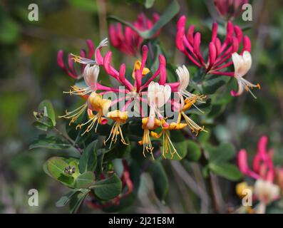 Lonicera etrusca superba oder Red Lonicera japonica, auch bekannt als Pink Japanese Honeysuckle Blüten mit Laub im Hintergrund. Frühling - Portugal Stockfoto
