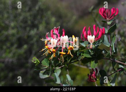 Lonicera etrusca superba oder Red Lonicera japonica, auch bekannt als Pink Japanese Honeysuckle Blüten mit Laub im Hintergrund. Frühling - Portugal Stockfoto