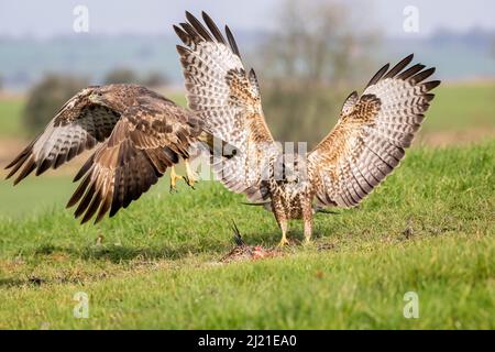 Bussard, Buteo buteo, Marlborough Downs, in der Nähe von Swindon, Wiltshire Stockfoto