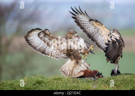 Bussard, Buteo buteo, Marlborough Downs, in der Nähe von Swindon, Wiltshire Stockfoto