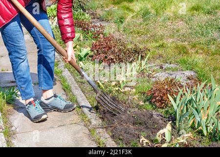 An einem sonnigen Frühlingstag gräbt eine Frau in blauen Jeans und einer roten Jacke mit einer Pitchfork in einem Blumenbett den Boden. Stockfoto