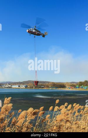 Hubschrauber KA-32 Ministerium für Notsituationen nimmt Wasser aus dem See, um einen Waldbrand zu löschen. Im Hintergrund ist ein blauer Himmel Stockfoto