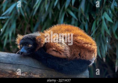 Roter, Ruffiger Lemur Im Artis Zoo Amsterdam Niederlande 28-3-2022 Stockfoto