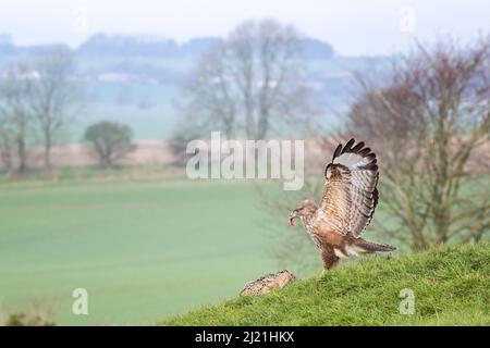 Bussard, Buteo buteo, Marlborough Downs, in der Nähe von Swindon, Wiltshire Stockfoto