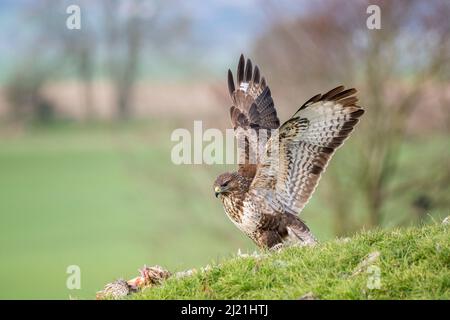 Bussard, Buteo buteo, Marlborough Downs, in der Nähe von Swindon, Wiltshire Stockfoto