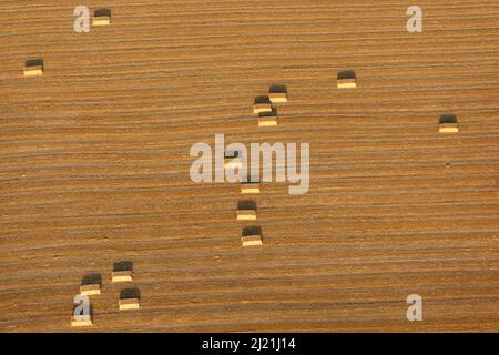 Geerntetes Feld mit Strohkugeln, Luftaufnahme, Belgien, Flandern Stockfoto