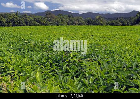 Teeplantage in den Hügeln des Daintree National Park, Australien, Queensland, Daintree National Park Stockfoto