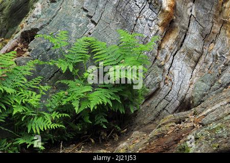 bracken Farn (Pteridium aquilinum), Fern wächst an einem moosigen Stamm einer alten Buche im Urwald Sababurg, Deutschland, Hessen Stockfoto