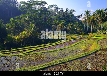 Reisfelder am Eingang zum Gunung Kawi Tempel, Indonesien, Bali Stockfoto