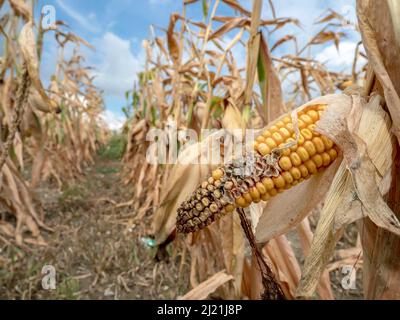 Indischer Mais, Mais (Zea mays), geschrumpfter Mais auf einem Feld wegen schlechter Niederschläge, Österreich Stockfoto