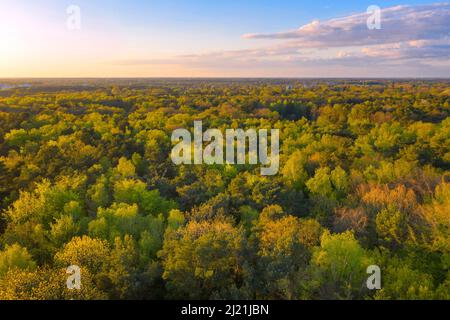 Wald bei Wittenbergen im Frühjahr, Luftaufnahme, Deutschland, Schleswig-Holstein, Hamburg Stockfoto