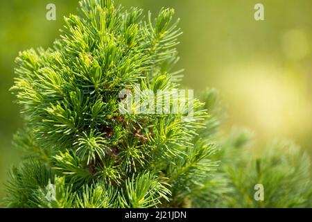 Zwergfichte Conica (Picea glauca oder weiße Fichte). Zweige mit schönen weichen Nadeln Nahaufnahme Stockfoto