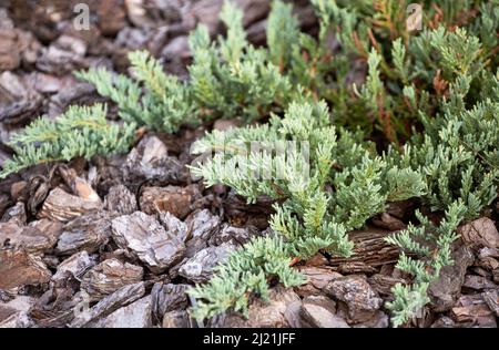 Zweige von Juniperus horizontalis oder schleichende Wacholdersorte Blue Chip auf Kiefernrindenmulch Stockfoto