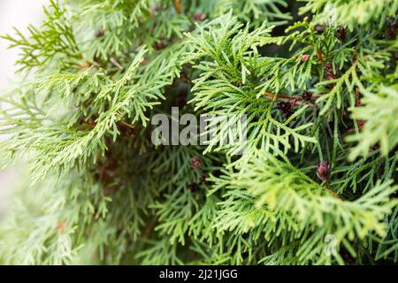 Thuja occidentalis Zweige mit Kegeln aus der Nähe Stockfoto