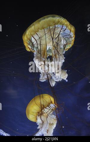 Pazifische Seenessel, Westküsten-Seenessel (Chrysaora fuscescens), zwei schwimmende Seenesseln, Seitenansicht Stockfoto