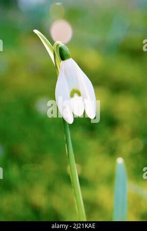 gemeinsamen Schneeglöckchen (Galanthus Nivalis), blühen bei Gegenlicht, Deutschland Stockfoto