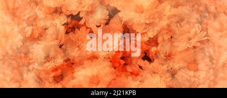 Chrysantheme Teppich Blumen Hintergrund Stockfoto