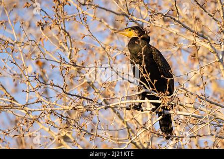 Großer Kormoran (Phalacrocorax carbo), der in einem Zweig thront Stockfoto