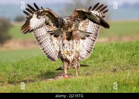 Bussard, Buteo buteo, Marlborough Downs, in der Nähe von Swindon, Wiltshire Stockfoto