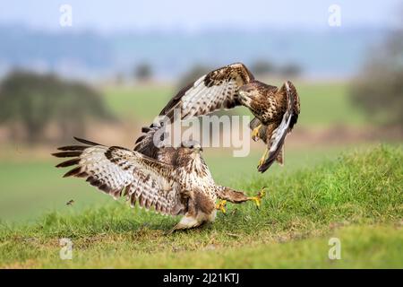 Bussard, Buteo buteo, Marlborough Downs, in der Nähe von Swindon, Wiltshire Stockfoto