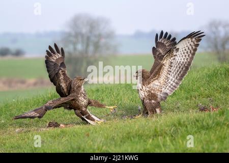 Bussard, Buteo buteo, Marlborough Downs, in der Nähe von Swindon, Wiltshire Stockfoto