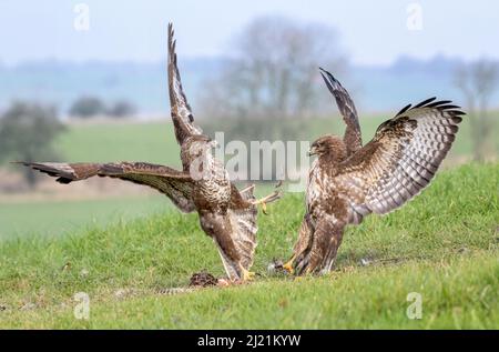 Bussard, Buteo buteo, Marlborough Downs, in der Nähe von Swindon, Wiltshire Stockfoto