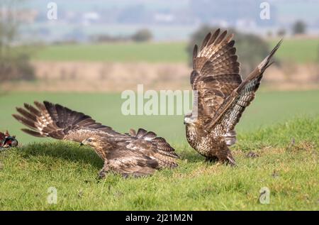 Bussard, Buteo buteo, Marlborough Downs, in der Nähe von Swindon, Wiltshire Stockfoto