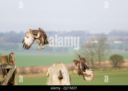 Bussard, Buteo buteo, Marlborough Downs, in der Nähe von Swindon, Wiltshire Stockfoto