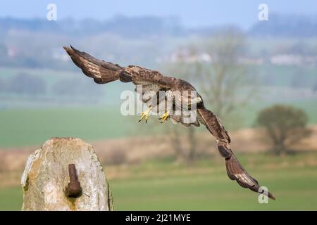 Bussard, Buteo buteo, Marlborough Downs, in der Nähe von Swindon, Wiltshire Stockfoto