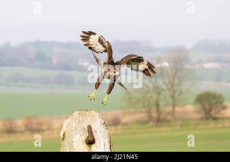 Bussard, Buteo buteo, Marlborough Downs, in der Nähe von Swindon, Wiltshire Stockfoto