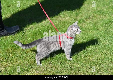 Eine graue, jugendlich gestromte Katze, die in ihrem roten Geschirr auf einen Spaziergang mitgenommen wird, führt an einem sonnigen Frühlingsnachmittag Stockfoto