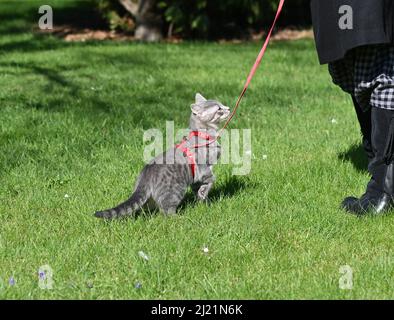 Eine graue, jugendlich gestromte Katze, die in ihrem roten Geschirr auf einen Spaziergang mitgenommen wird, führt an einem sonnigen Frühlingsnachmittag Stockfoto