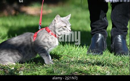 Eine graue, jugendlich gestromte Katze, die in ihrem roten Geschirr auf einen Spaziergang mitgenommen wird, führt an einem sonnigen Frühlingsnachmittag Stockfoto