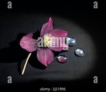 Einzelne Helleberblume und Glasperlen, die als Stillleben auf schwarzem Hintergrund verwendet werden Stockfoto