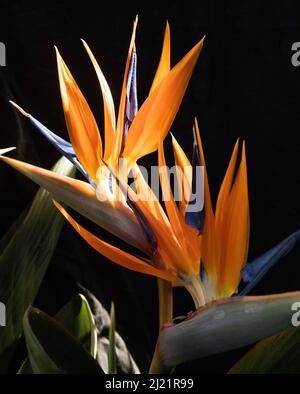 Paradiesvögel blühen in voller Blüte und zeigen orange und blaue Blütenblätter Stockfoto