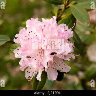 Einzelne rosafarbene Rhododendronblüte in voller Blüte Stockfoto