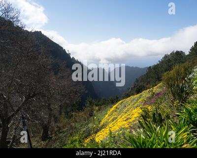 Blick hinunter vom Miradouro da Eira do Serrado mit bunten wilden Blumen Madeira Portugal EU zum spektakulären Tal der Nonnen Curral das Freiras Stockfoto