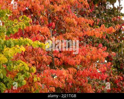 Parrotia persica, allgemein bekannt als persisches Eisenholz mit roten Herbstblättern, die in einem britischen Garten wachsen. Stockfoto