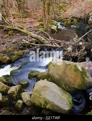 Burbage Brook, der durch die Padley-Schlucht im Peak District National Park fließt Stockfoto