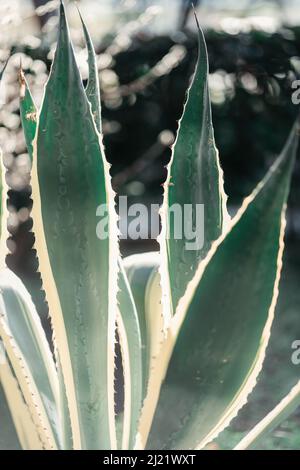 Big Scarlet Faith Bush in the Sun Stockfoto