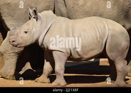 Ein südliche Nashorn, das 2022 in Gefangenschaft geboren wurde, als Teil des Zuchtprogramms für in freier Wildbahn stark gefährdete weiße Nashörner Stockfoto