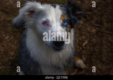 EINE NAHAUFNAHME EINES AUSTRALISCHEN SHEPARD MIT ZWEI VERSCHIEDENFARBIGEN AUGEN UND EINEM VERSCHWOMMENEN HINTERGRUND IM MARYMOOR PARK VOR DER LEINE Stockfoto