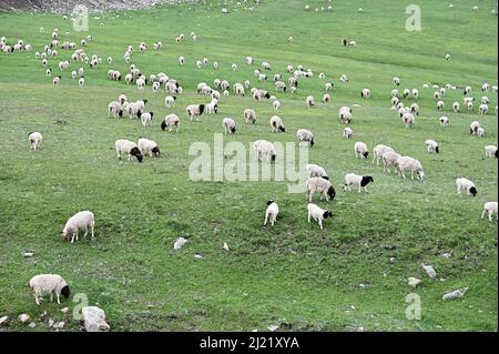 Eine Herde von schwarzkopfigen persischen Schafen, die in Xinjiang, China, weiden Stockfoto